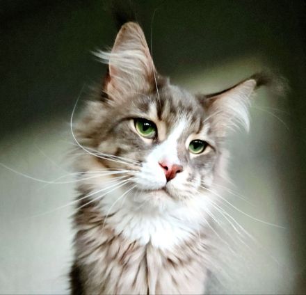 Wunderschöne junge Maine Coon Kater Katze Kätzchen