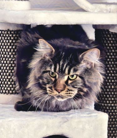 Wunderschöne junge Maine Coon Kater Katze Kätzchen