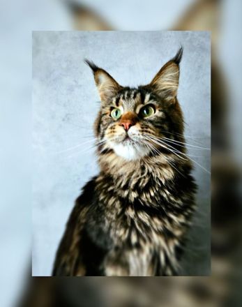 Wunderschöne junge Maine Coon Kater Katze Kätzchen