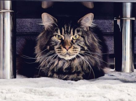 Wunderschöne junge Maine Coon Kater Katze Kätzchen