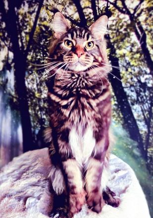 Wunderschöne junge Maine Coon Kater Katze Kätzchen