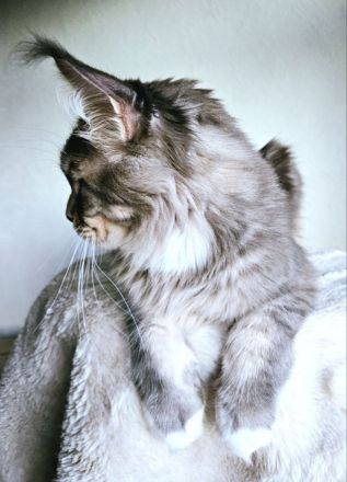 Wunderschöne junge Maine Coon Kater Katze Kätzchen