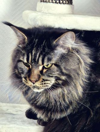 Wunderschöne junge Maine Coon Kater Katze Kätzchen