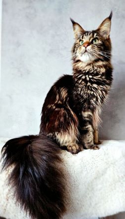 Wunderschöne junge Maine Coon Kater Katze Kätzchen