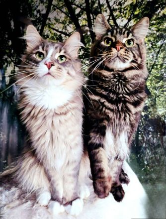 Wunderschöne junge Maine Coon Kater Katze Kätzchen