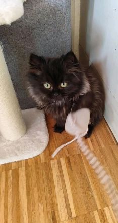 Tinkerbell Ragdoll-Perser Mix Kätzchen