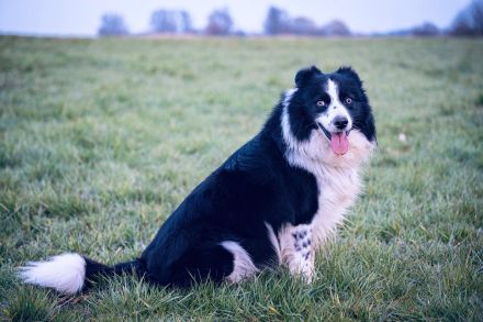 Border Collie Rüde sucht passende Hündin für eine Verpaarung