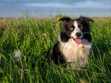 Border Collie Rüde sucht passende Hündin für eine Verpaarung