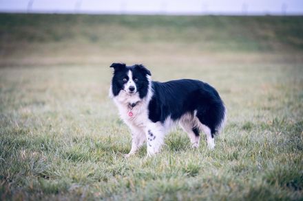 Border Collie Rüde sucht passende Hündin für eine Verpaarung