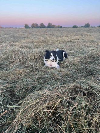 Border Collie Rüde sucht passende Hündin für eine Verpaarung