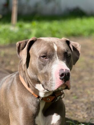 Pablo sucht neues zuhause