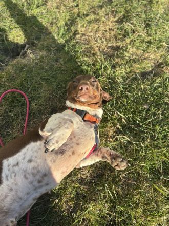 2,5jahre braun gefleckter bildschöner Dackel Rüde kastriert