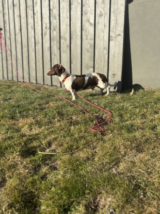 2,5jahre braun gefleckter bildschöner Dackel Rüde kastriert