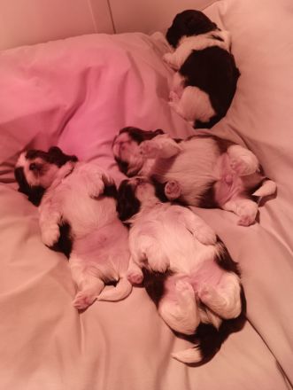 Shi Tzu Welpen