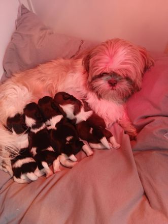 Shi Tzu Welpen
