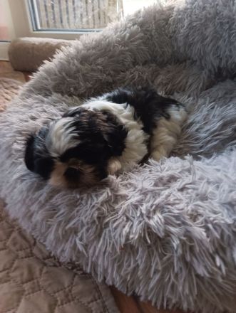 Shi Tzu Welpen