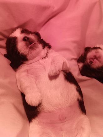 Shi Tzu Welpen