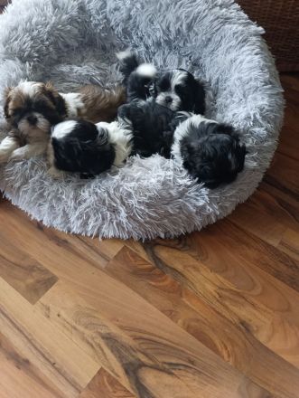 Shi Tzu Welpen