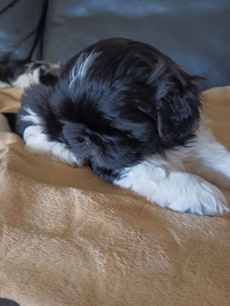 Shi Tzu Welpen