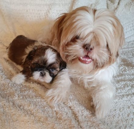 Shi Tzu Welpen