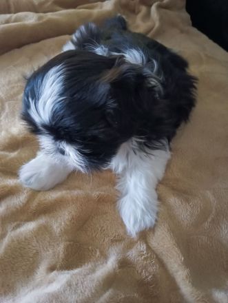Shi Tzu Welpen