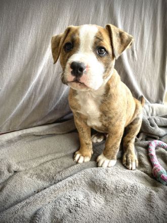 American Bully welpen old englisch Bulldog American Bulldogge