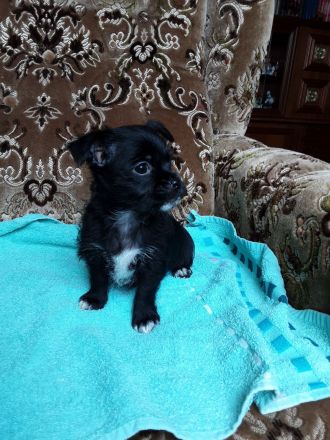 Chihuahua Welpen verkaufen