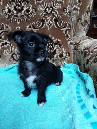 Chihuahua Welpen verkaufen