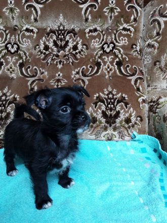 Chihuahua Welpen verkaufen