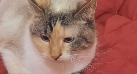 Adelheit die Sanftmütige