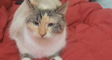 Adelheit die Sanftmütige