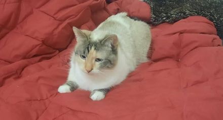 Adelheit die Sanftmütige