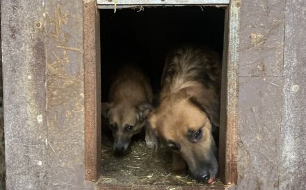 Wann dürfen Daisys Augen endlich strahlen?