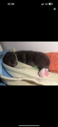 Katzen Babys 2 sind reserviert