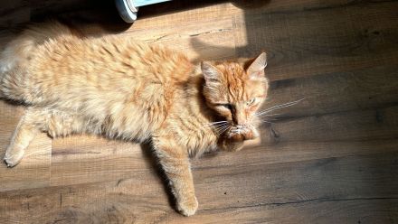 Roter Kuschelkater Winnie