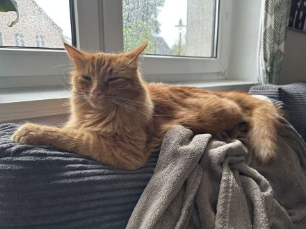 Roter Kuschelkater Winnie