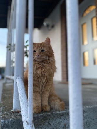 Roter Kuschelkater Winnie