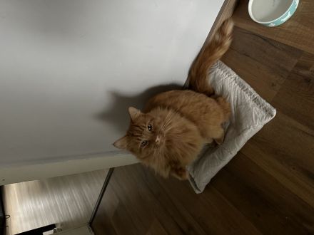 Roter Kuschelkater Winnie