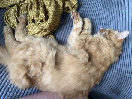 Roter Kuschelkater Winnie