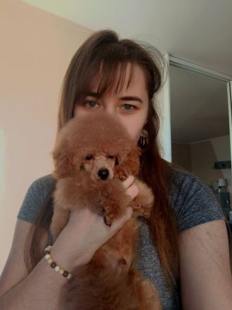 Pudel Toy, dokuments FCI