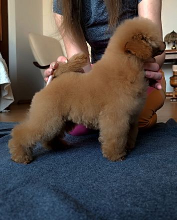 Pudel Toy, dokuments FCI