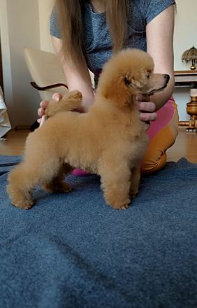 Pudel Toy, dokuments FCI