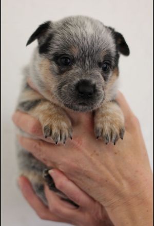 Australian cattle dog
