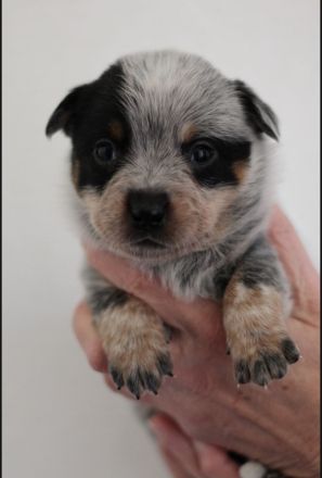 Australian cattle dog