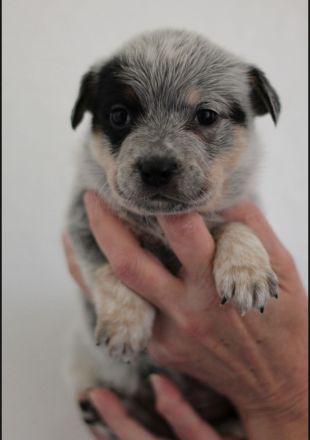 Australian cattle dog