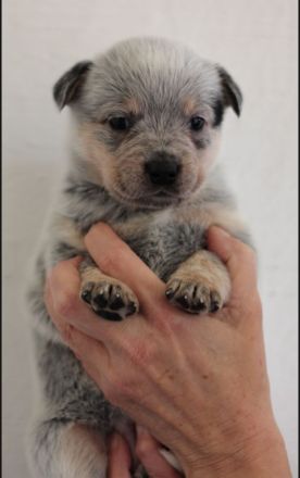 Australian cattle dog