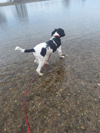 Sale large munsterlander puppy with hunting background