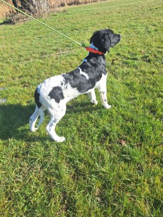 Sale large munsterlander puppy with hunting background