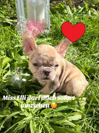 Französische Bulldogge Welpen