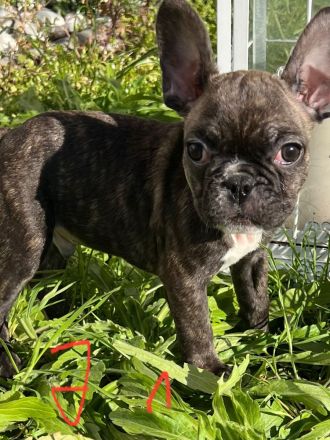 Französische Bulldogge Welpen